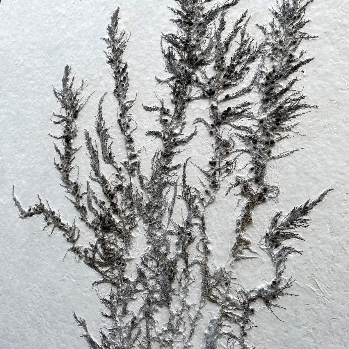 Art Panel size A0 Seaweed