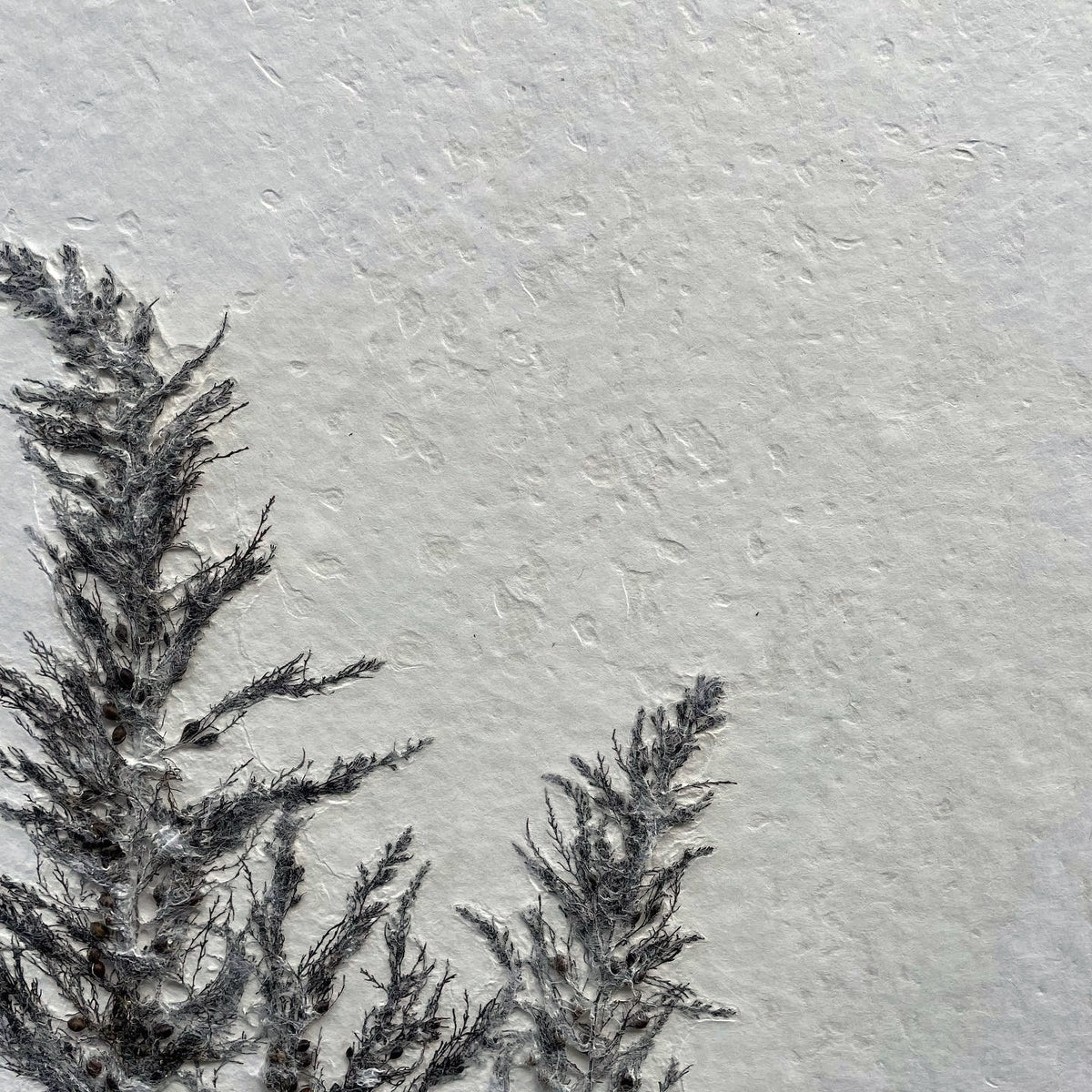 Art Panel size A0 Seaweed