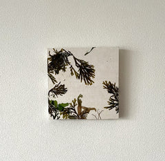 Art Panel 正方形 (15cmx15cm) 海藻